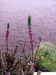 Pink heather in bloom