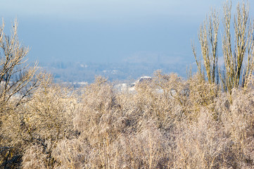 Winter urban frosty landscape - snow covered trees on foggy background
