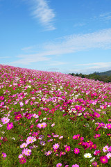 内山牧場のコスモス畑