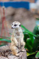Fototapeta premium suricate, meerkat in the zoo park.