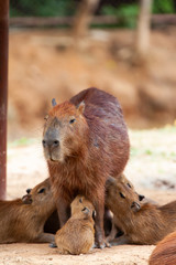 Capybara, Hydrochoerus hydrochaeris, the largest toothed rodent.