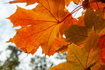 Colorful autumn maple leaves on a tree branch. Soft closea-up photo