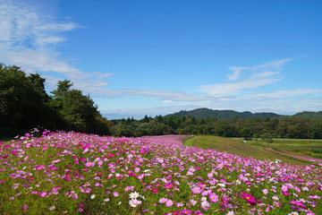 内山牧場のコスモス畑