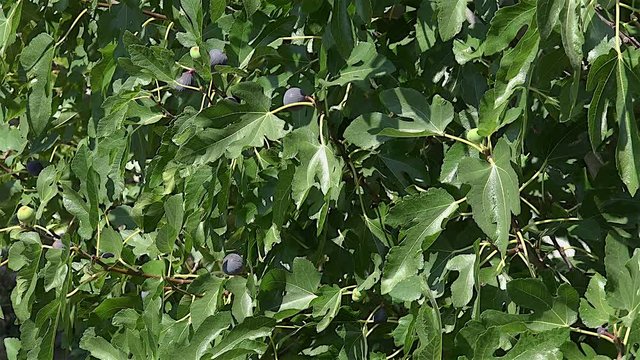 Ripe purple common fig fruit on the tree (Ficus carica). 