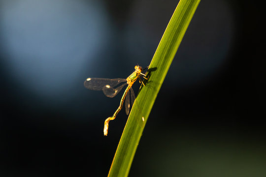 Libelle sist am Teich an einem Schilfhalm