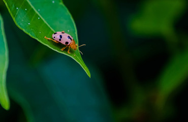 Ladybird beetles or Ladybugs.Pink striped turtle insects cling to the leaves 