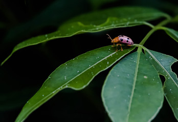 Ladybird beetles or Ladybugs.Pink striped turtle insects cling to the leaves 