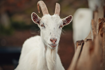 Obraz premium Portrait of a white goat