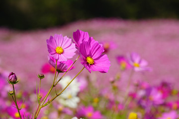 内山牧場のコスモス畑