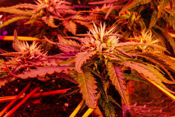 Close up cannabis plant grows. Medical marijuana. 