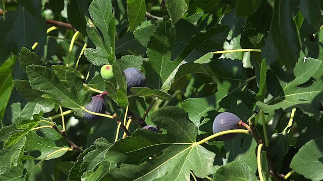 Ripe purple common fig fruit on the tree (Ficus carica). 