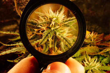 Look on cannabis trichomes through magnifier.  Cannabis grow indoor. Medical marijuana 