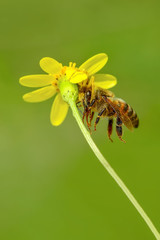 Crab spider feasting on bee. Macro photo