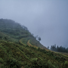 Fog in rice fields