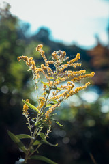 Yellow flower with forest in the backround