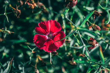 Red flower in garden