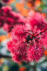 Saturated cactus flower