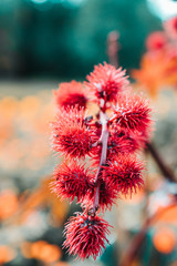 Cactus flower in garden