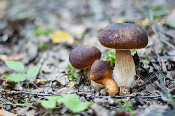 Fresh porcini mushrooms. Forest mushroom picking. Close-up.