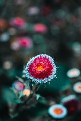 Beauttiful flower with abstract background