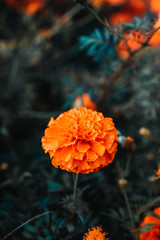 Orange flower