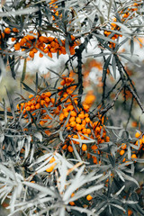 Orange berries in autumn 2