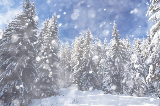 Christmas background with snowy fir trees and heavy snowfall
