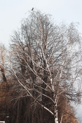 trees in winter