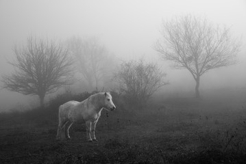 un cheval blanc en hiver dans le brouillard