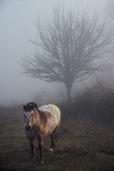cheval dans un pré en hiver brumeux