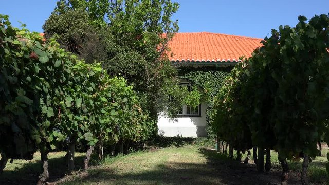Cultivated Common Grape Vines (Vitis vinifera) at the Quinta de Cabriz. Carregal do Sal,  Viseu, Portugal