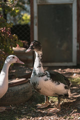 Portrait of a duck. A bird stands under a tree and rests. Poultry farm
