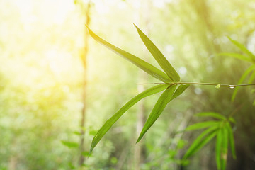 Bamboo leaves and green blur background.    