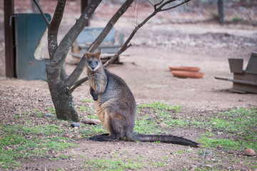 Red-necked wallaby (Macropus rufogriseus), also known as the Bennett's wallaby. © tonyng