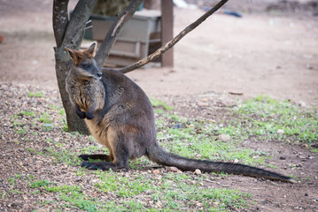 Red-necked wallaby (Macropus rufogriseus), also known as the Bennett's wallaby. © tonyng