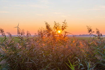 Reed in a rural landscape in sunlight below a blue sky at sunrise in autumn