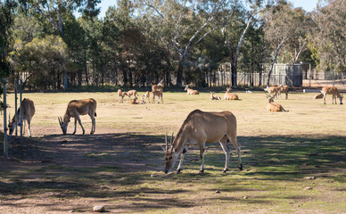 Blackbuck