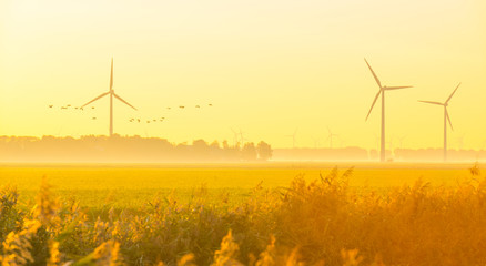 Reed in a rural landscape in sunlight below a blue sky at sunrise in autumn