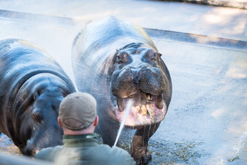 The common hippopotamus (Hippopotamus amphibius) or hippo is drinking.