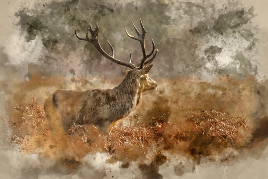 Digital watercolor painting of Stunning red deer stag Cervus Elaphus with majestic antlers in Autumn Fall forest landscape