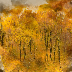 Digital watercolor painting of Amazing view of Silver Birch forest with golden leaves in Autumn Fall landscape