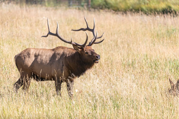 Bull Elk in Rocky Mountain National Park