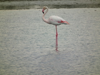 flamant camargue 