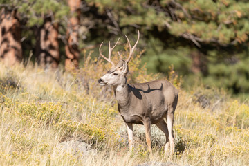 Mule Deer Buck in Rocky Mountain National part