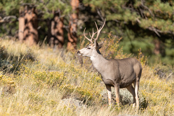 Naklejka na ściany i meble Mule Deer Buck in Rocky Mountain National part