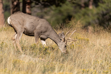 Naklejka na ściany i meble Mule Deer Buck in Rocky Mountain National part