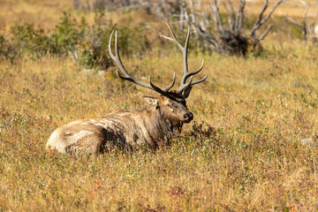 Bull Elk in Rocky Mountain National Park