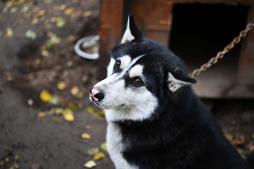 northern husky dogs in everyday life in a kennel in a park