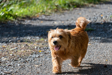Norfolk terrier brown red