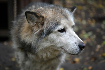 northern husky dogs in everyday life in a kennel in a park
